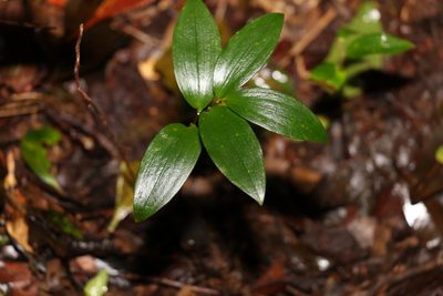 Drymophila moorei, photographed by Greg Tasney