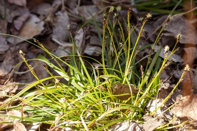 Carex pedunculata, photographed by Alec McClay