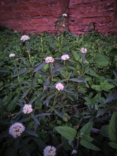 Spermacoce densiflora, photographed by Patricio Cowper Coles