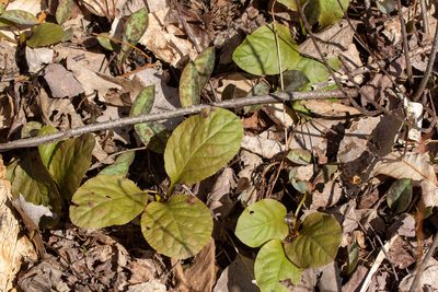 Pyrola elliptica, photographed by Alec McClay
