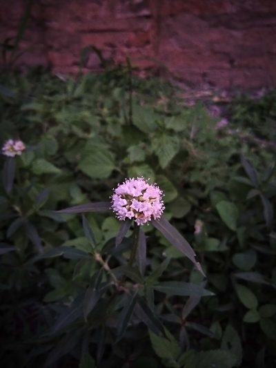 Spermacoce densiflora, photographed by Patricio Cowper Coles