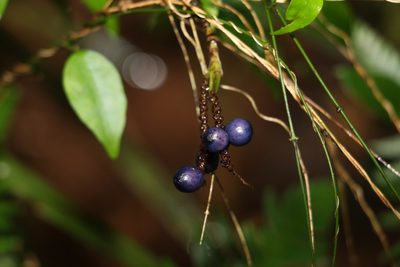 Gymnostachys anceps, photographed by Greg Tasney