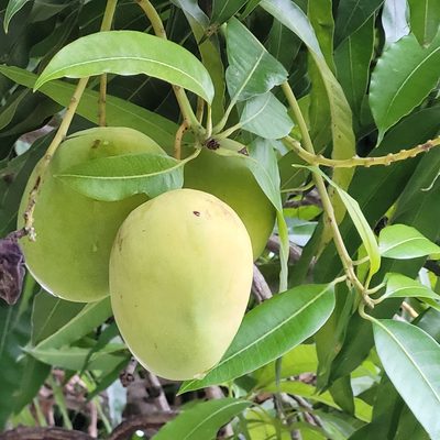 Mangifera indica, photographed by Maria Janeiro