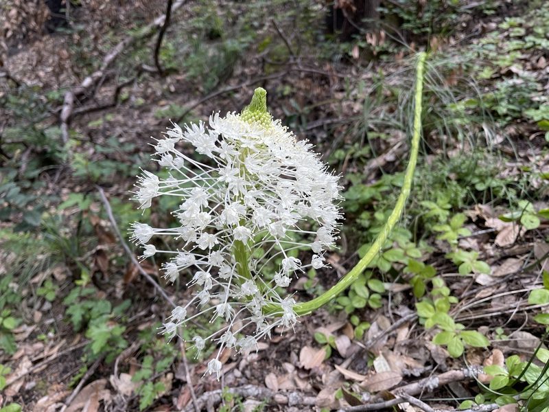 Xerophyllum tenax, photographed by Dee Shea Himes