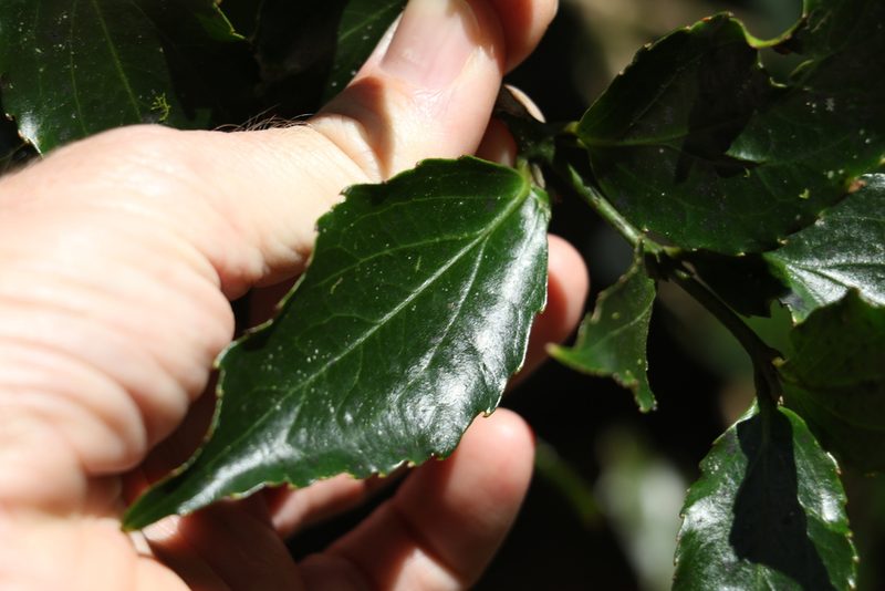 Daphnandra tenuipes, photographed by Greg Tasney