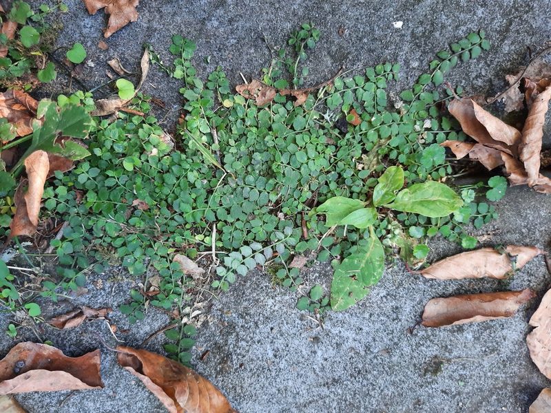 Lobelia pedunculata, photographed by Emily Roberts
