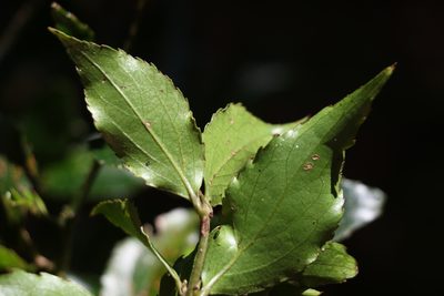 Daphnandra tenuipes, photographed by Greg Tasney