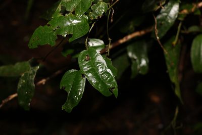 Aristolochia laheyana, photographed by Greg Tasney