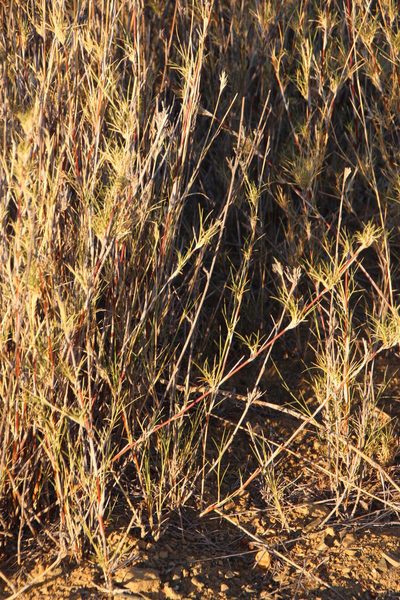 Stipagrostis namaquensis, photographed by Tony Rebelo