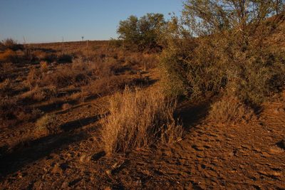 Stipagrostis namaquensis, photographed by Tony Rebelo