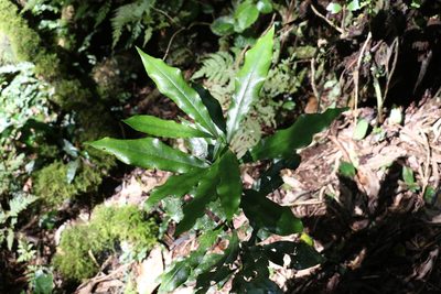 Eupomatia bennettii, photographed by Greg Tasney