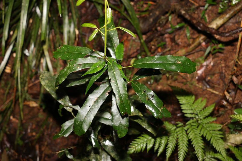 Carronia multisepalea, photographed by Greg Tasney