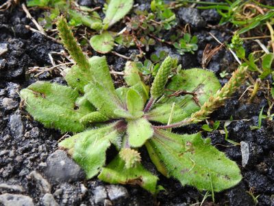Plantago virginica, photographed by Yann Kemper