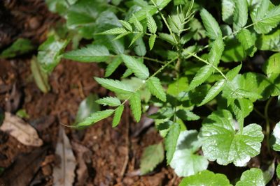 Rubus rosifolius, photographed by Greg Tasney
