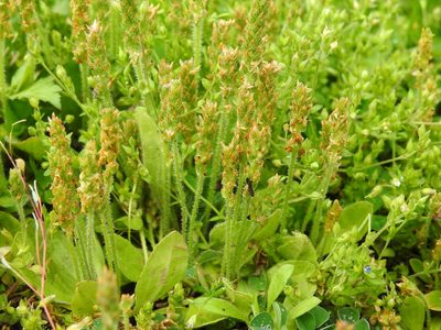 Plantago virginica, photographed by Yann Kemper