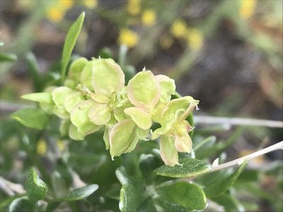 Grayia spinosa, photographed by Cindy Bell