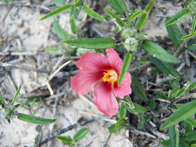 Sida ciliaris, photographed by Diana Foreman