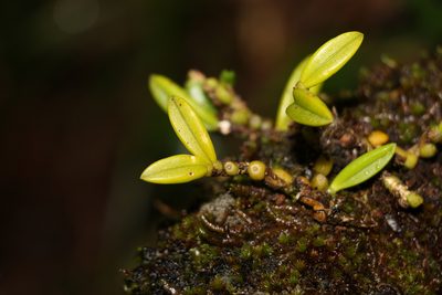 Bulbophyllum shepherdii, photographed by Greg Tasney
