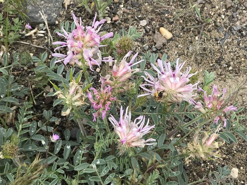 Astragalus succumbens, photographed by Cindy Bell