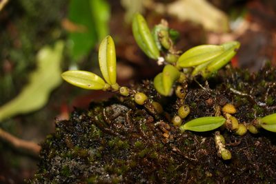 Bulbophyllum shepherdii, photographed by Greg Tasney