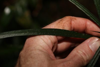 Atractocarpus chartaceus, photographed by Greg Tasney