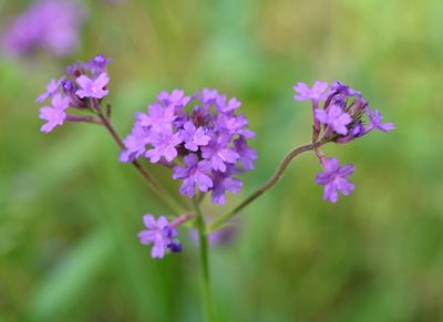 Verbena rigida, photographed by Amber M. King