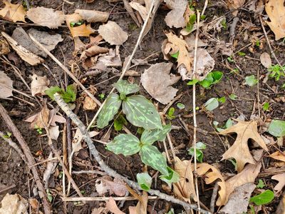 Trillium recurvatum, photographed by Andrea Wallace