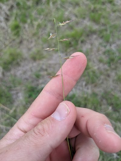 Bouteloua repens, photographed by Cleveland Powell