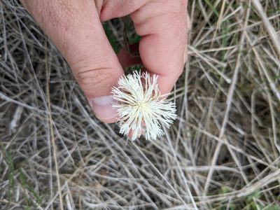 Plectocephalus americanus, photographed by Cleveland Powell