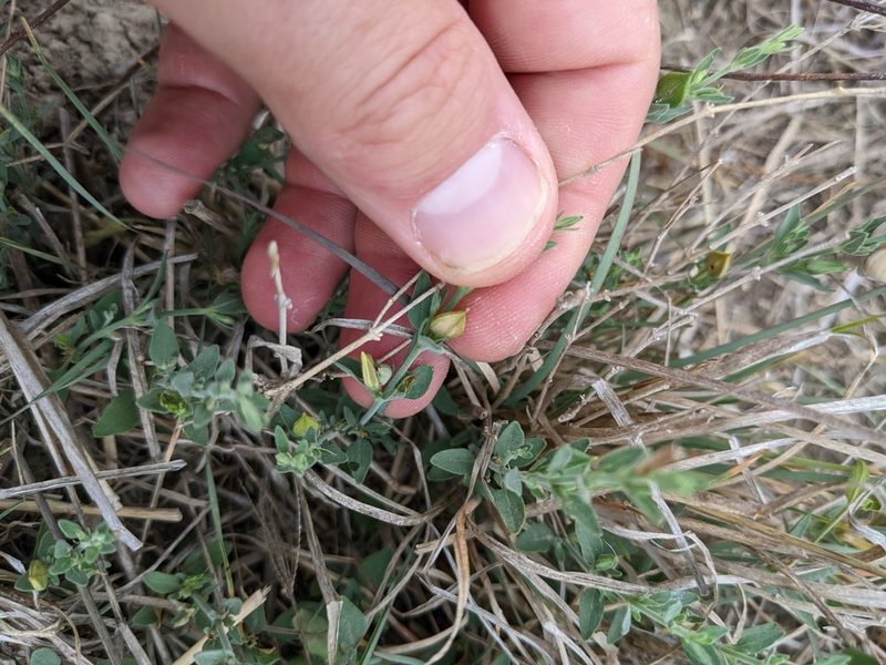Carlowrightia texana, photographed by Cleveland Powell
