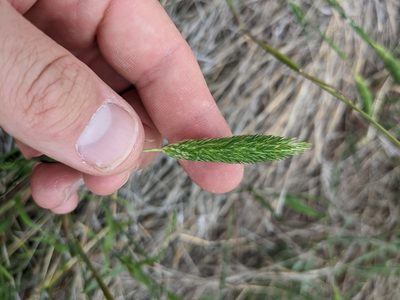 Phalaris caroliniana, photographed by Cleveland Powell