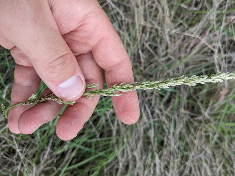 Tridens albescens, photographed by Cleveland Powell