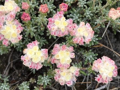 Eriogonum thymoides