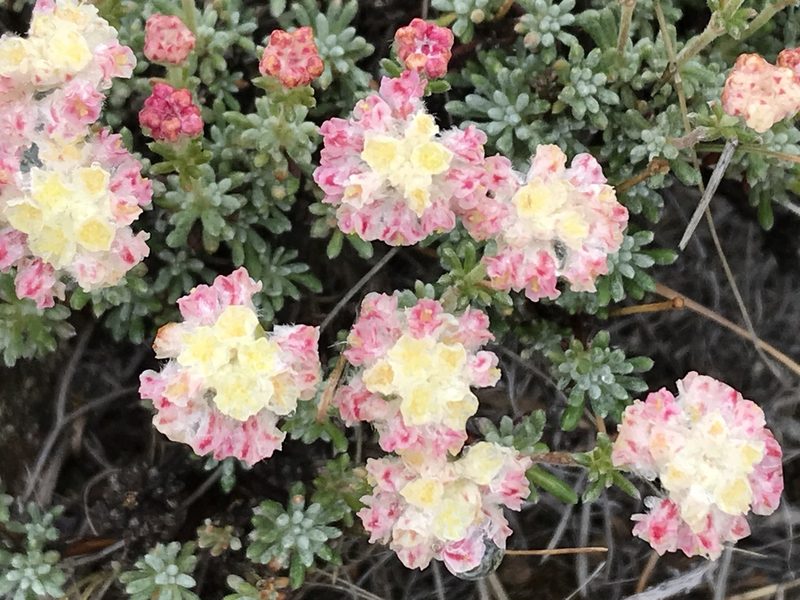 Eriogonum thymoides, photographed by Cindy Bell