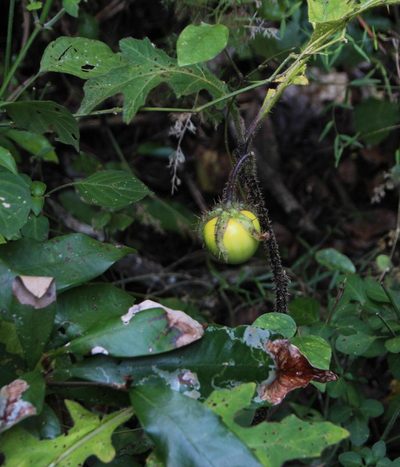 Solanum dasyphyllum, photographed by Tony Rebelo