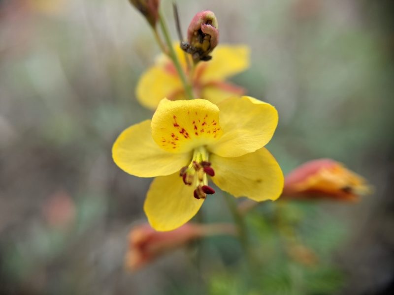 Hoffmannseggia drummondii, photographed by Cleveland Powell