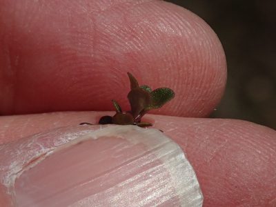 Thymus pulegioides, photographed by Lynn Harper