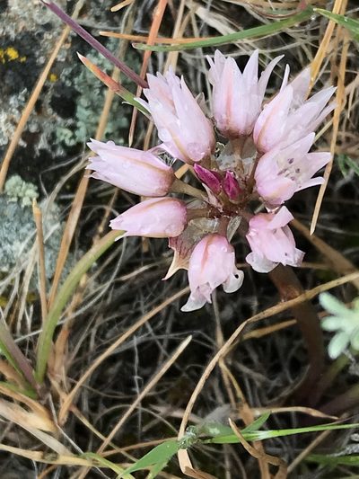 Allium robinsonii, photographed by Cindy Bell