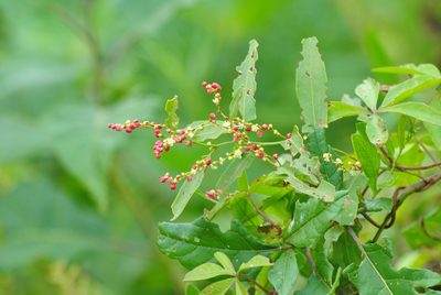 Muehlenbeckia sagittifolia, photographed by Damaris Emilce Conca