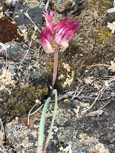 Allium scilloides, photographed by Cindy Bell