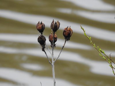 Muenchhusia moscheutos, photographed by Yann Kemper