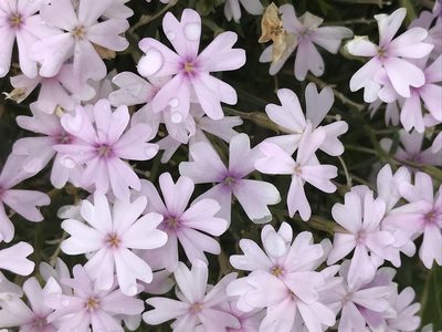 Phlox speciosa, photographed by Cindy Bell