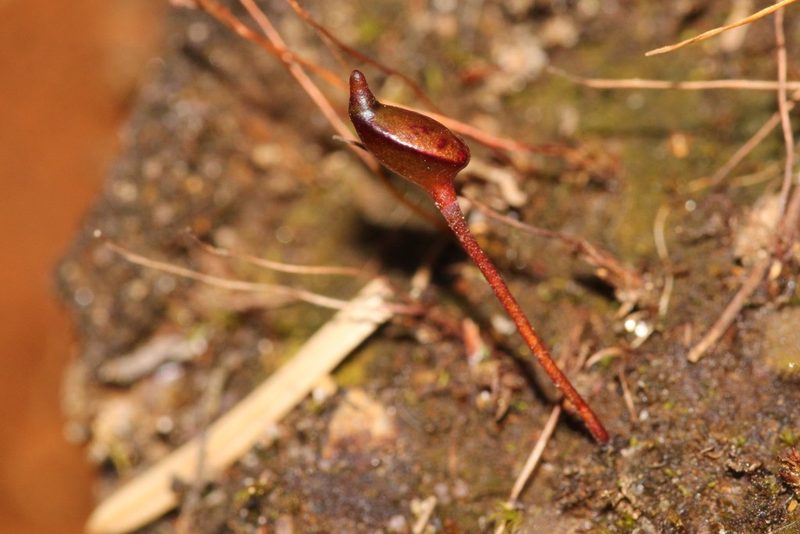 Buxbaumia aphylla, photographed by Quinten Wiegersma