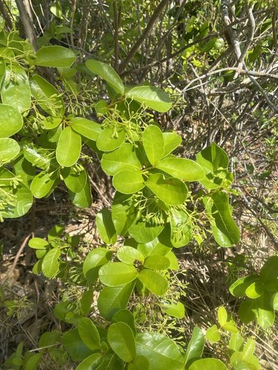 Pisonia rotundata, photographed by Adam Smith