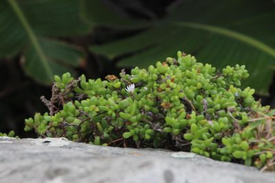 Delosperma peglerae, photographed by Tony Rebelo