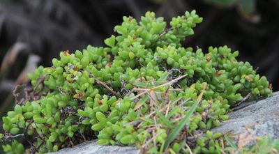Delosperma peglerae, photographed by Tony Rebelo