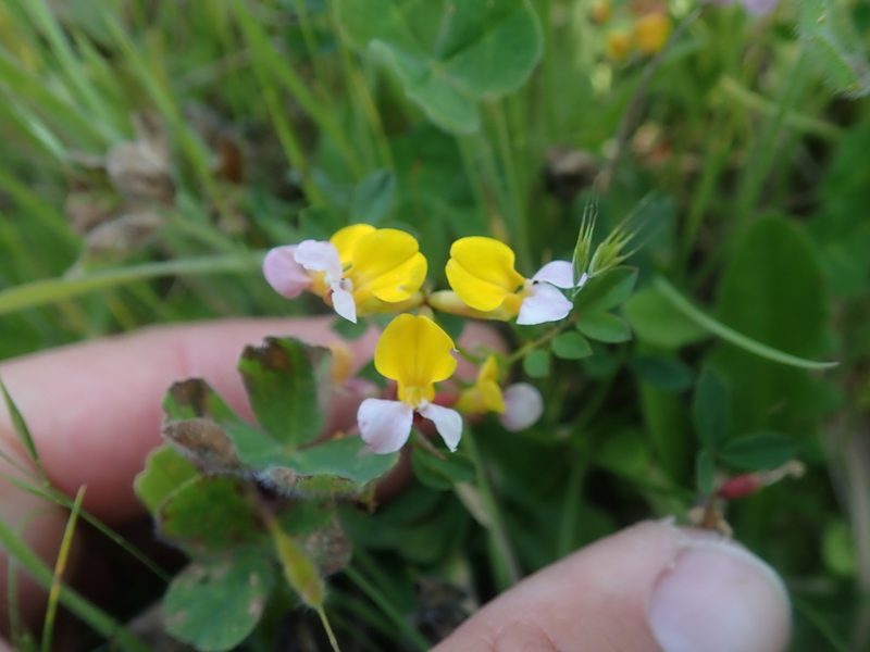 Hosackia gracilis, photographed by Scott Yarger