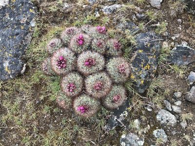 Pediocactus nigrispinus, photographed by Cindy Bell