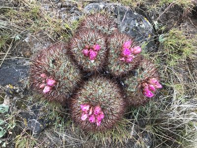 Pediocactus nigrispinus, photographed by Cindy Bell
