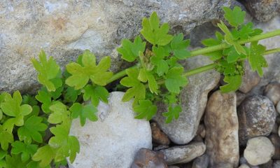 Bowlesia incana, photographed by saltyhiker